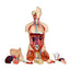 Delux Dual-Sex Human Torso