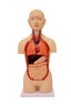Dual-Sex Mini Torso