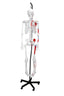 Hanging Skeleton w/ Muscle
