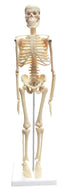 Desk Top Skeleton