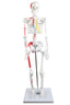 Half-Size Skeleton w/Muscles