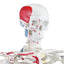 Half-Size Skeleton w/Muscles