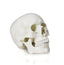 Life-Size Human Skull