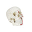Human Skull with Muscles