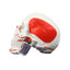 Human Skull with Muscles