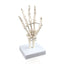 Hand Skeleton