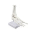 Foot Skeleton