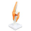 Knee Joint