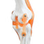 Knee Joint