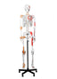Skeleton w/ Muscles, Ligaments