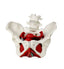 Female Pelvis w/ Organs
