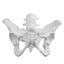 Female Pelvis Skeleton