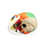 Colored Human Skull