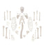 Disarticulated Skeleton
