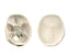 Numbered Human Skull