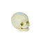 Human Fetal Skull