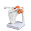 Shoulder Joint