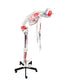 Full-Size Flexible Skeleton with Muscles