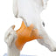 Hip Joint