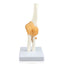 Elbow Joint