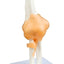 Elbow Joint