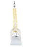 Mini Human Spinal Column