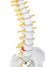 Mini Human Spinal Column