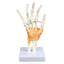 Hand and Wrist Bones with Ligaments
