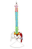 Color-Coded Flexible Spinal Column