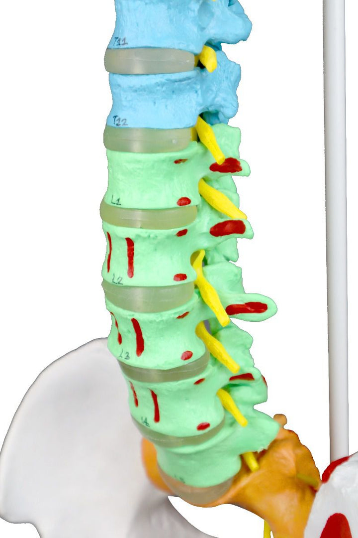 Color-Coded Flexible Spinal Column