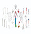 Disarticulated Skeleton w/ Muscles