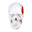 Disarticulated Skeleton w/ Muscles