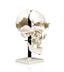 Beauchene Skull