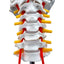 Cervical Spinal Column