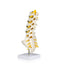 Lumbar Spinal Column