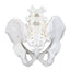 Male Pelvis Skeleton