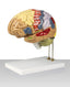 Color-Coded Human Brain