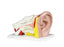 5 Part Ear Model