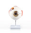 6 Part Eye Model