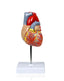 2 Part Heart Model