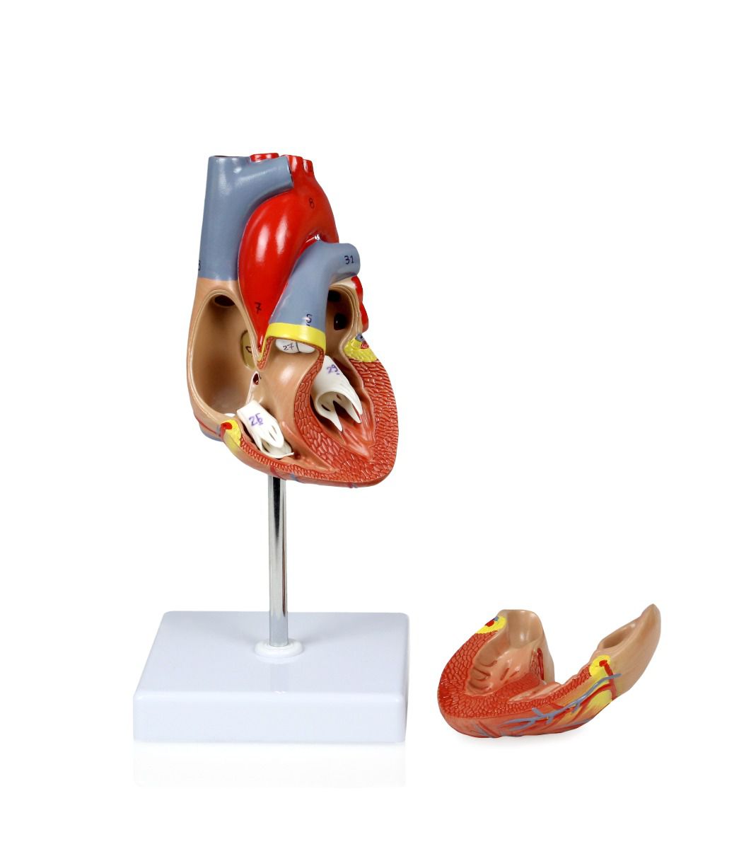 2 Part Heart Model
