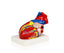 3 Part Heart Model