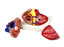 3 Part Heart Model