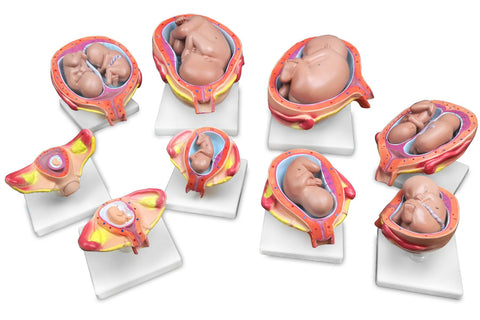 Fetus Development Set