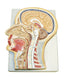 Sagittal Section of the Head
