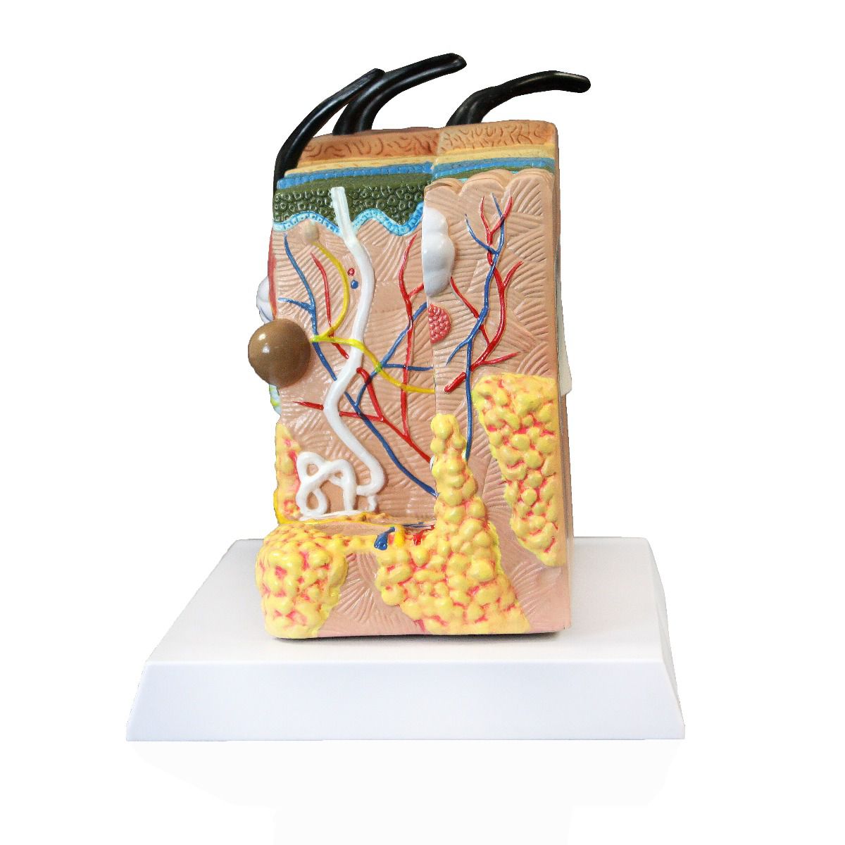 Skin Model