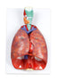 Human Respiratory System