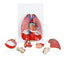 Human Respiratory System