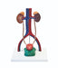 Male Urinary System