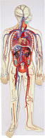 Human Circulatory System